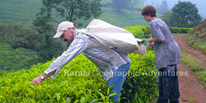 munnar tea garden