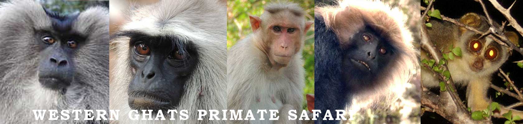 primates tour in India