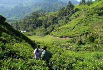 Tea plantation hike