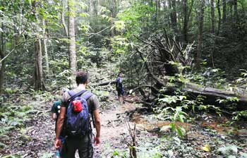 Forest trekking in Wayanad