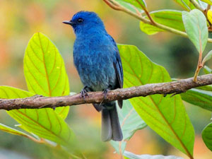 Thattekad Birds Sanctuary| Kerala Geographic Adventures