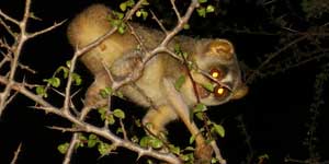 primates of Western Ghats Wester ghats explorer